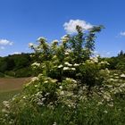 unterwegs zur Zeit der Holunderblüte