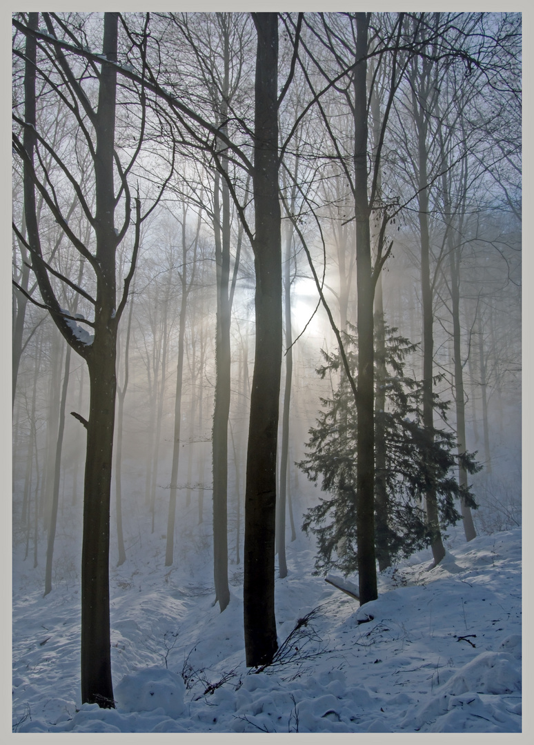 Unterwegs zwischen Nebel und Sonne im Wald