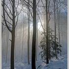 Unterwegs zwischen Nebel und Sonne im Wald