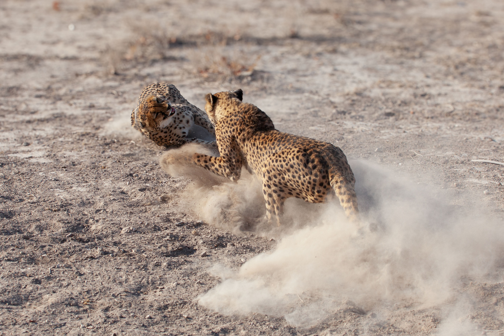 Unterwerfung Foto & Bild tiere, wildlife, säugetiere Bilder auf