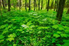 Unterwuchs in einem Papel-Wald von Spitzahorn