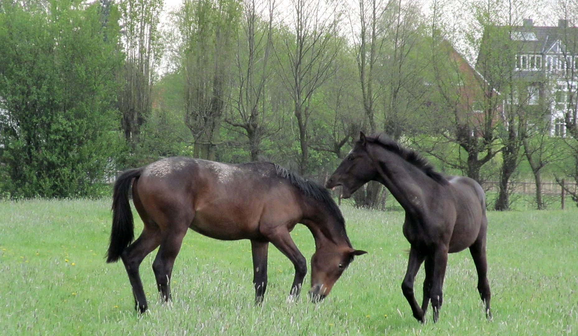 unterwürfig.... Foto & Bild world, outdoor, bäume Bilder auf
