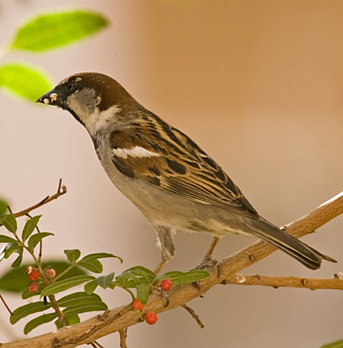 Untitled Bird Photo