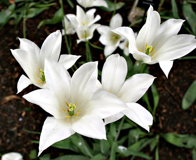 Untitled Flowers at Alnwick