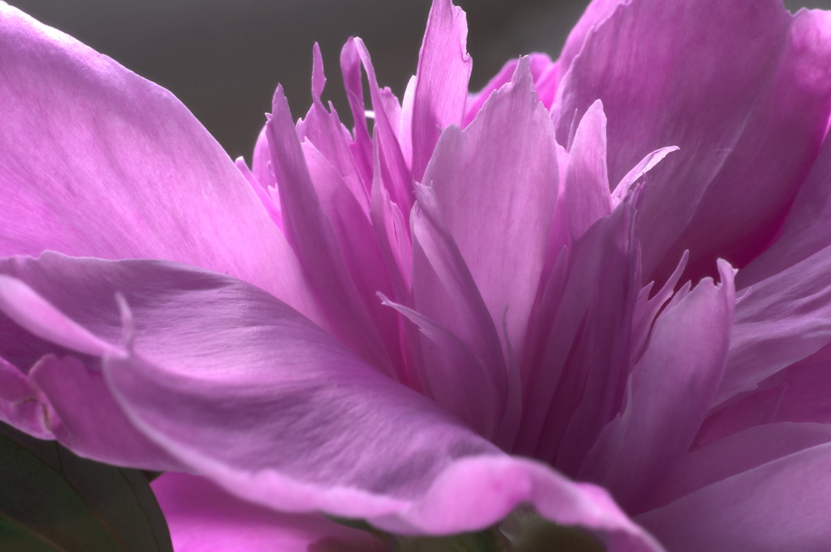 Untitled_HDR4-peonia