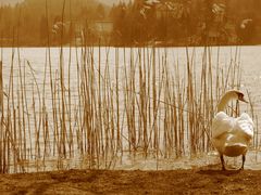 untitled...(lago di bled)