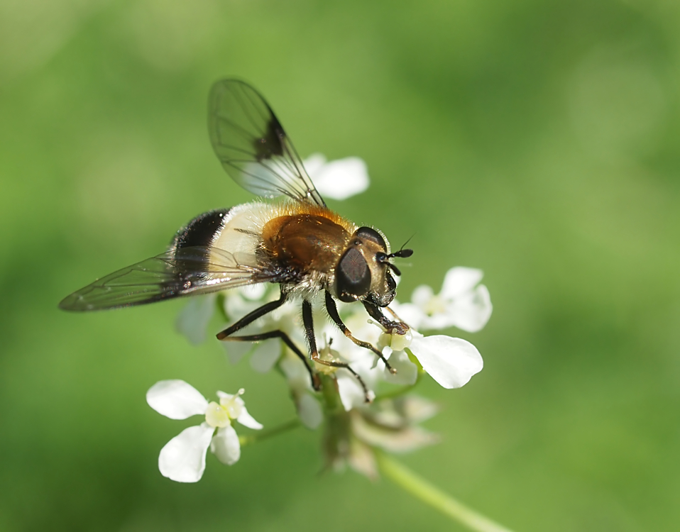 Untypische Schwebfliege