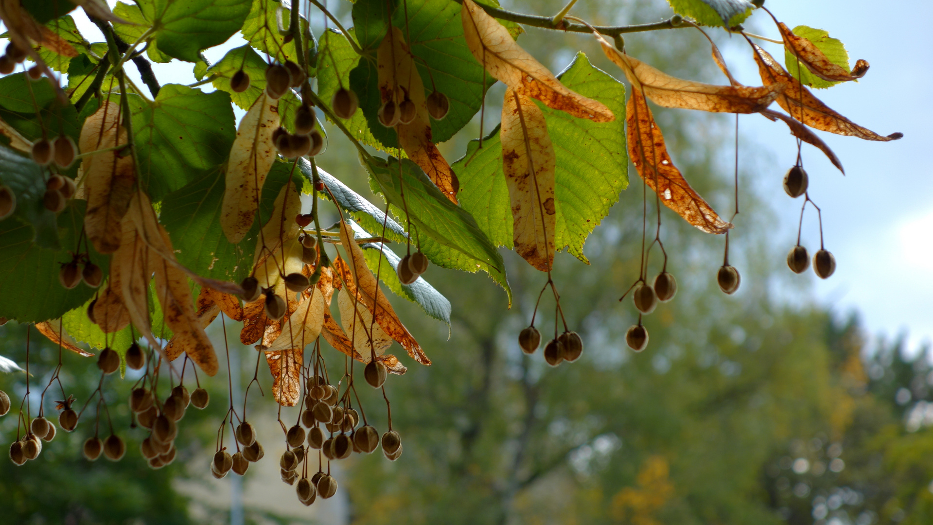 unübersehbar- die schönen Farben des Herbstes...