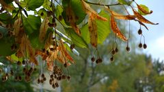 unübersehbar- die schönen Farben des Herbstes...