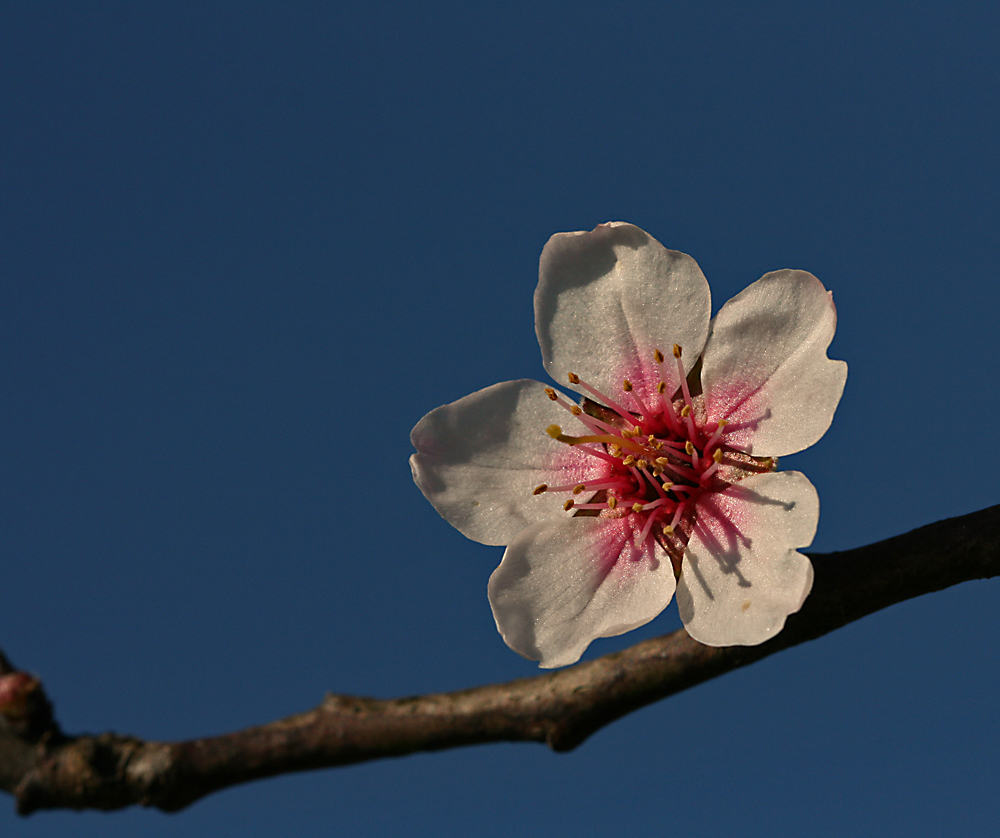 Unübersehbar: Frühling!