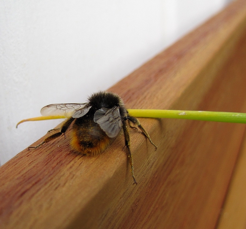 Unüberwindliches Hindernis - Hummel vergisst das Fliegen