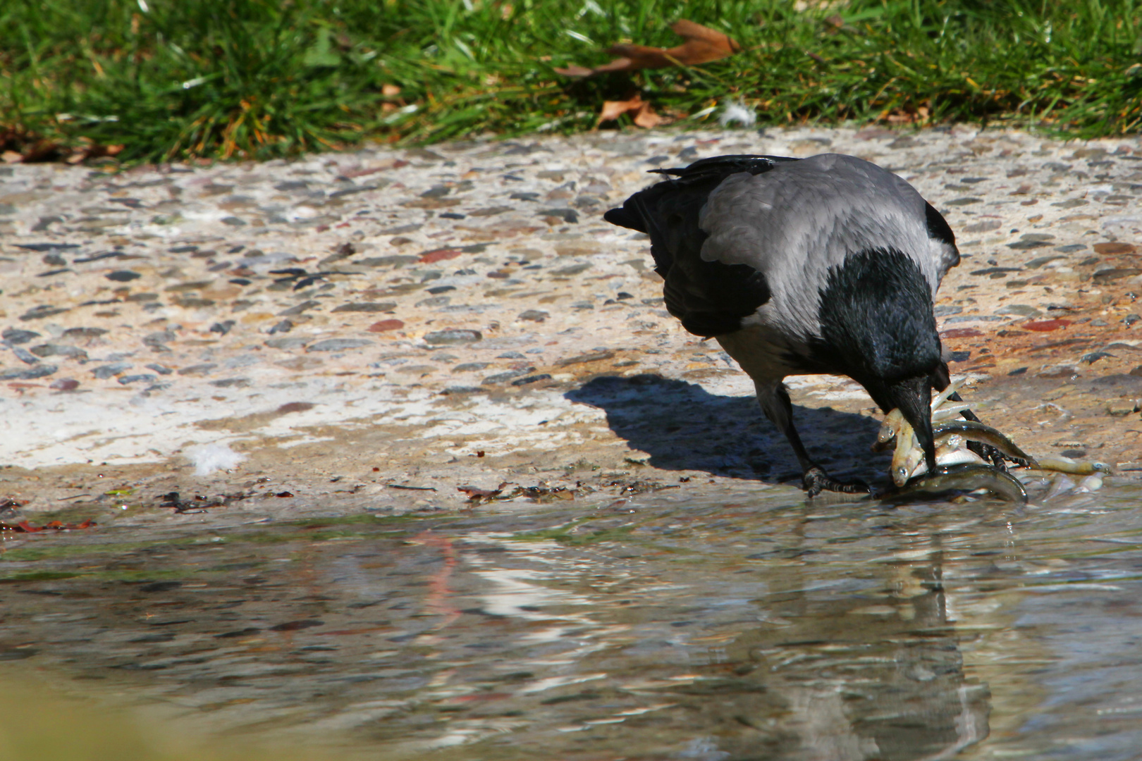 Unusual Crow - Fishing