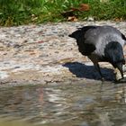 Unusual Crow - Fishing