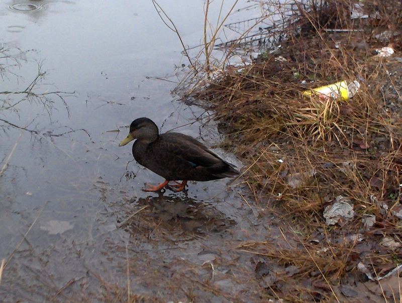 Unusual Habitat