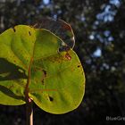 Unusual Shadow on a Leaf