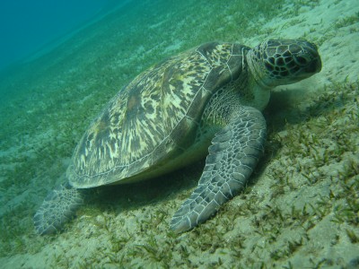 Unvergessene Begegnung mit einer Wasserschildkröte im Roten Meer