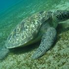 Unvergessene Begegnung mit einer Wasserschildkröte im Roten Meer