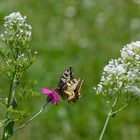 Unverhofft: Ein Schwalbenschwanz fliegt vorbei