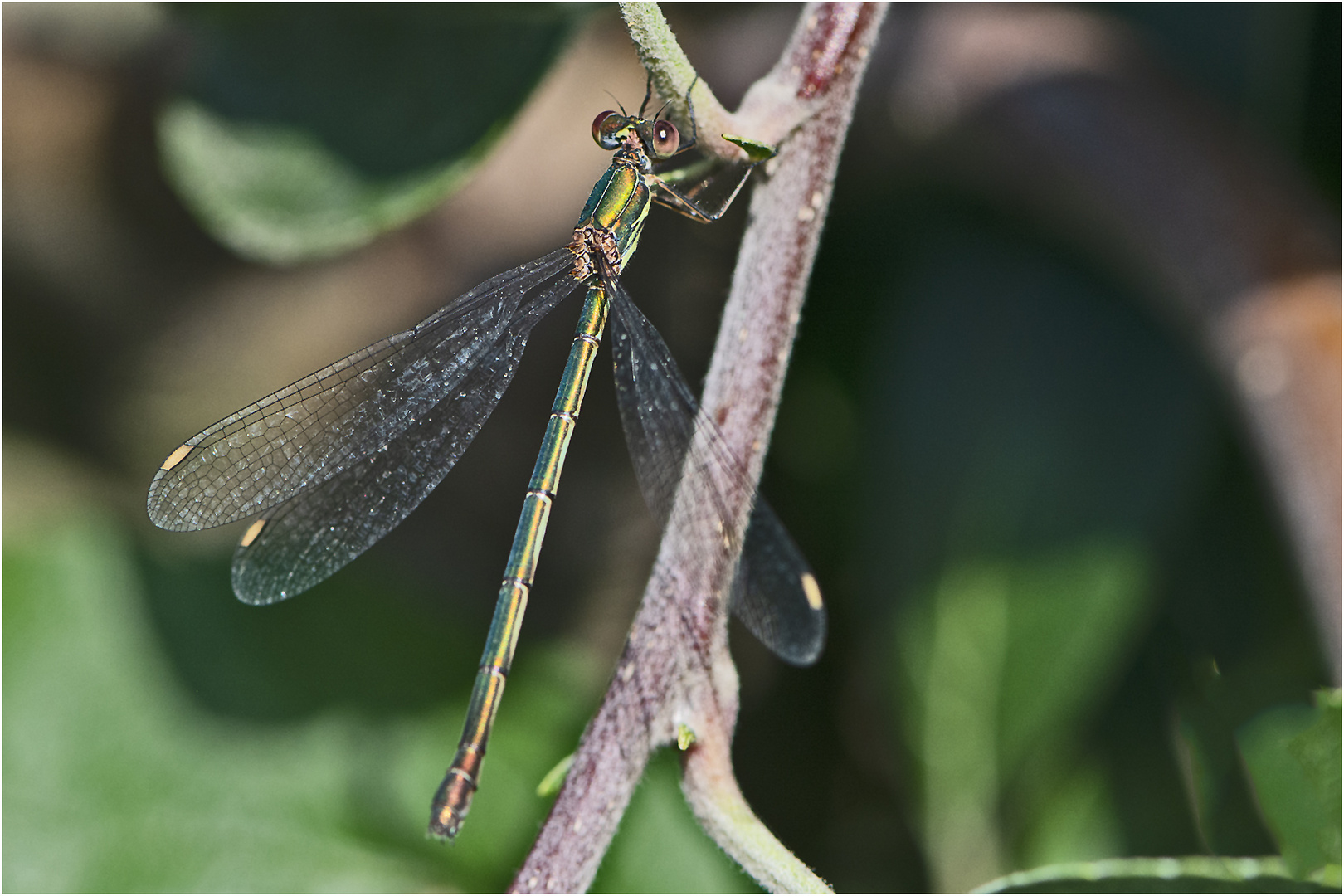 Unverhofft flog mir diese Kleine Binsenjungfer (Lestes virens) . . .