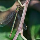 Unverhofft flog mir diese Kleine Binsenjungfer (Lestes virens) . . .