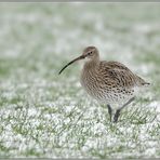 unverhoffte Begegnung... Großer Brachvogel *Numenius arquata*