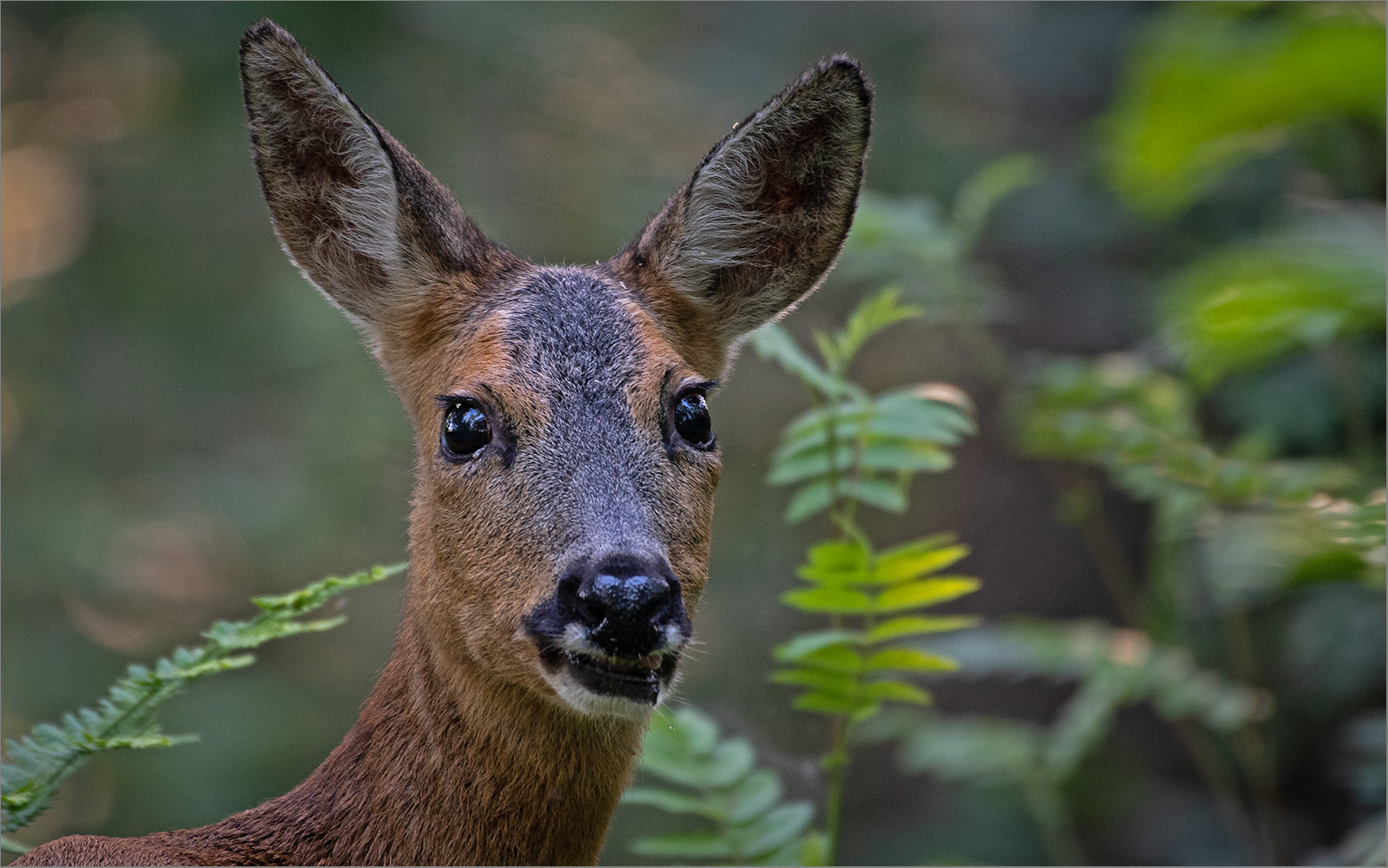 Unverhoffte Begegnung im Wald   . . .