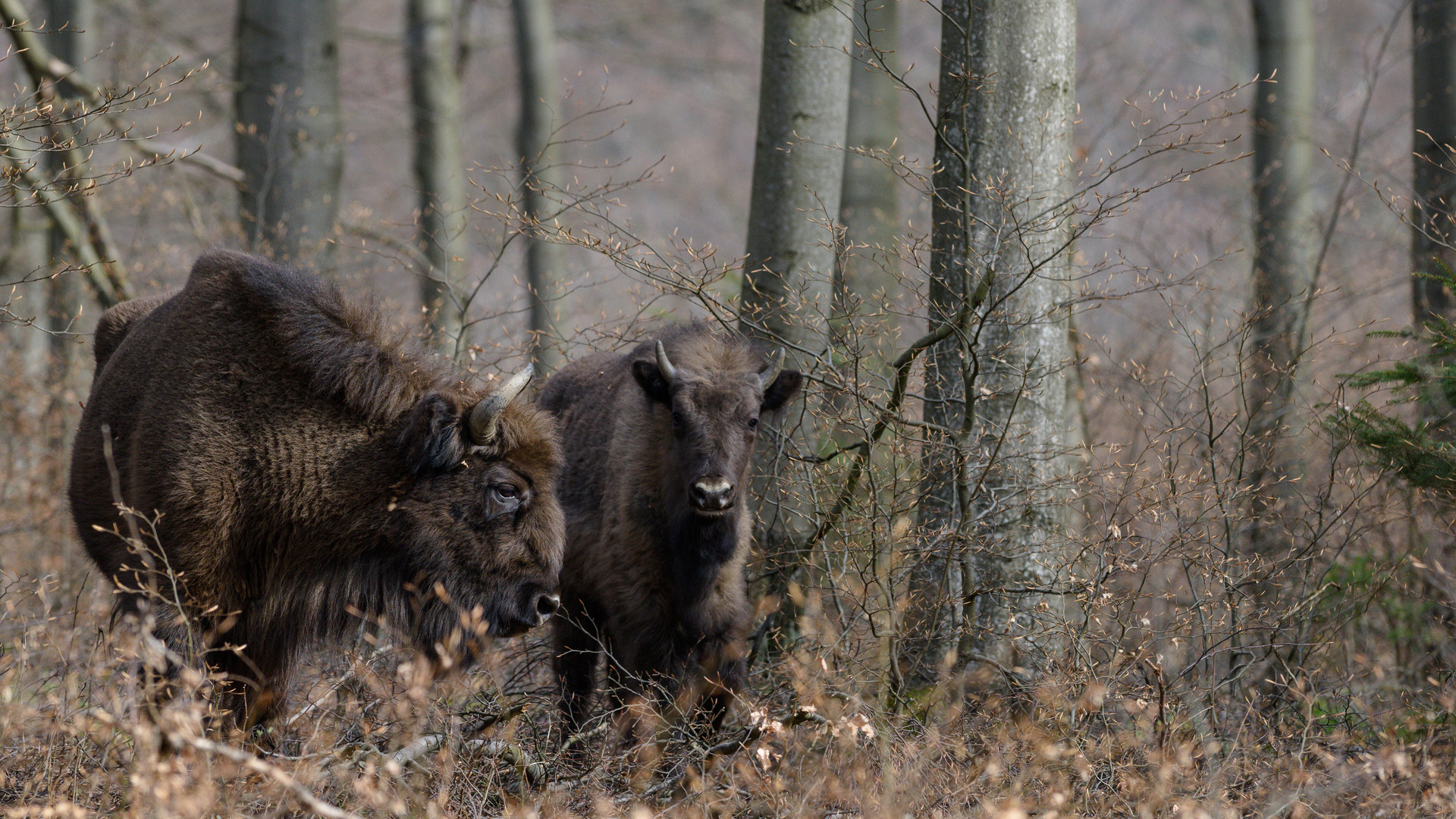 Unverhoffte Wisent-Begegnung