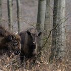 Unverhoffte Wisent-Begegnung