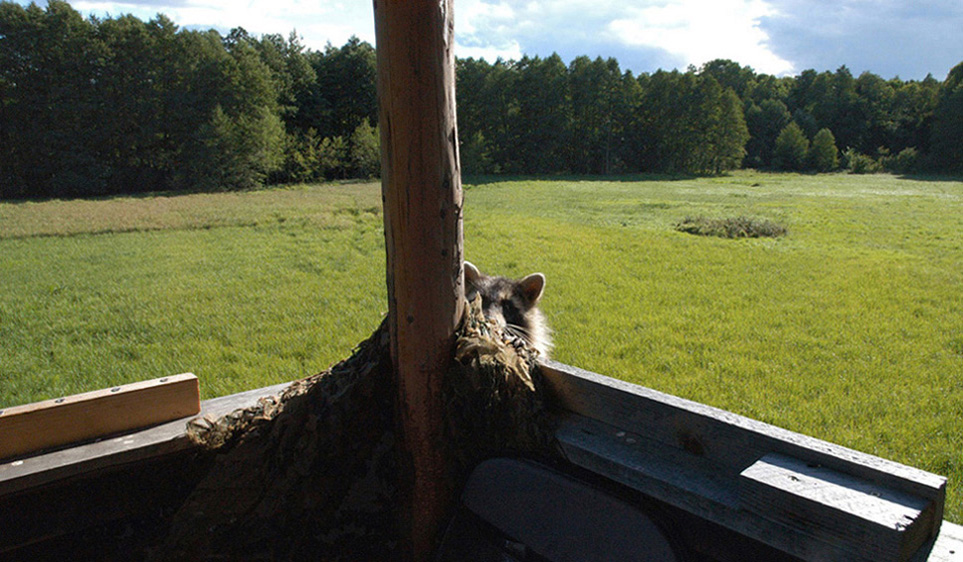 Unverhoffter Besuch auf der Jagdkanzel Bild 1