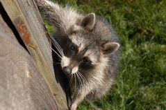 Unverhoffter Besuch auf der Jagdkanzel Bild 2