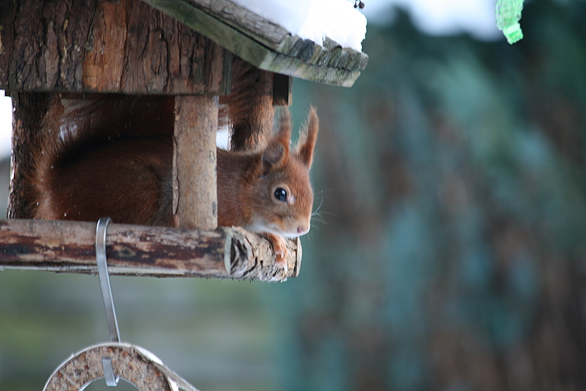 unverhoffter besuch zum frühstück