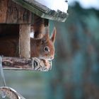 unverhoffter besuch zum frühstück