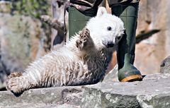 Unverhoffter Knut-Blick