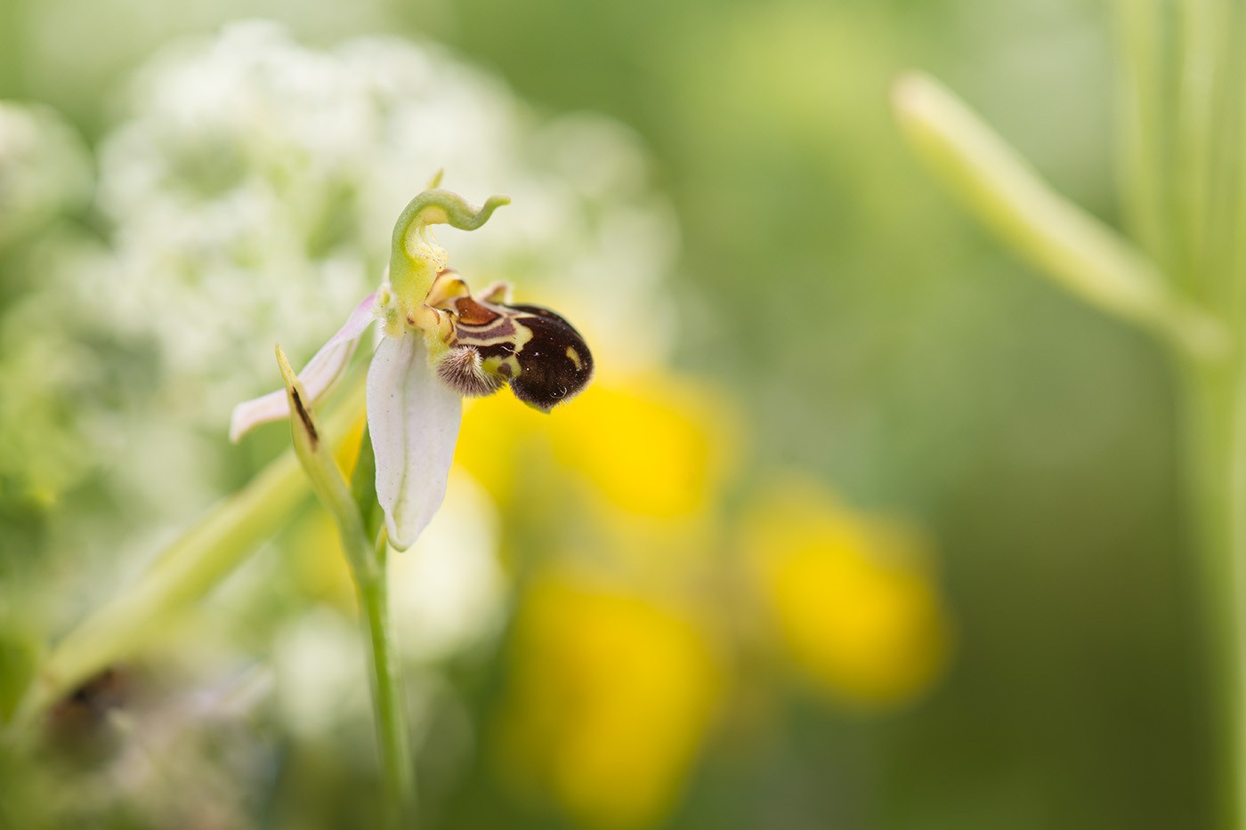 Unverhofftes Glück ... Bienenragwurz (Ophrys apifera)