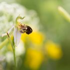 Unverhofftes Glück ... Bienenragwurz (Ophrys apifera)