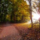 Unverhofftes Licht im Schlosspark Laxenburg