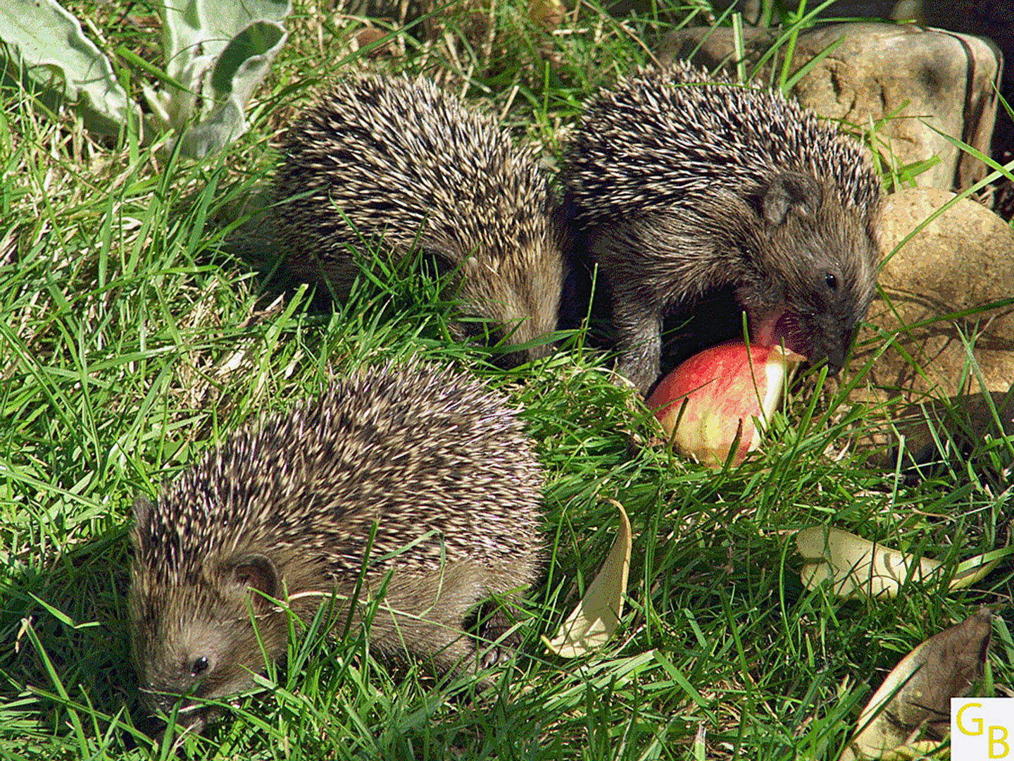 Unverhofter Besuch im Garten