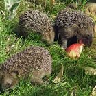 Unverhofter Besuch im Garten