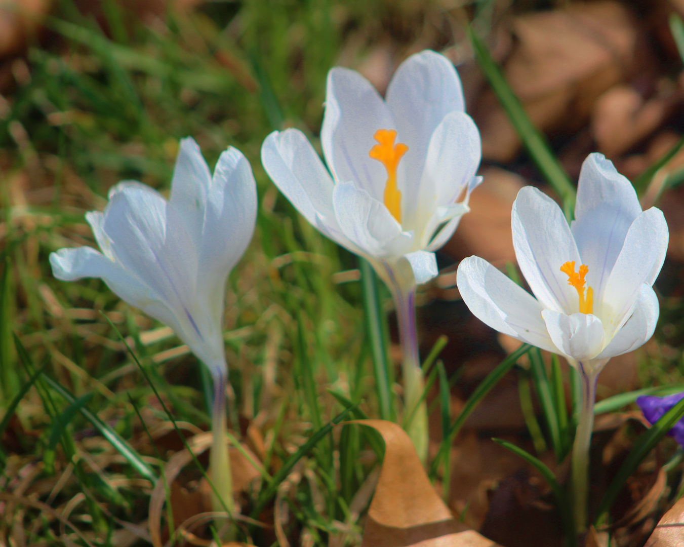 unverkennbar der Frühling