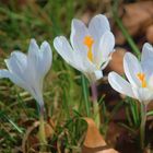 unverkennbar der Frühling