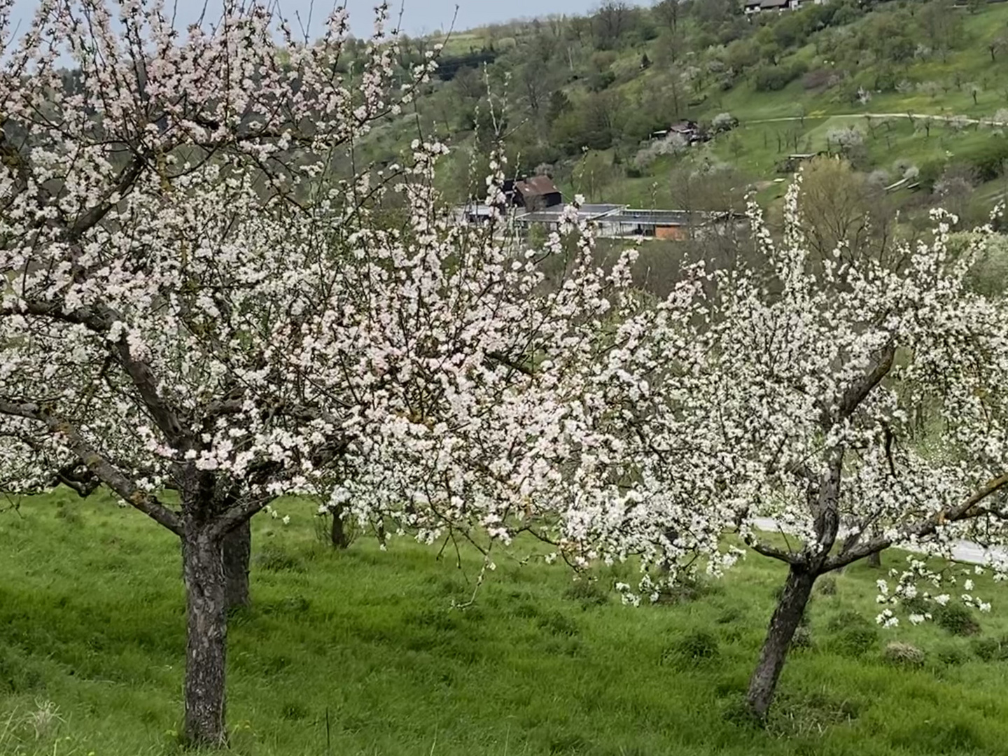 Unverkennbar der Frühling