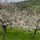 Unverkennbar der Frühling