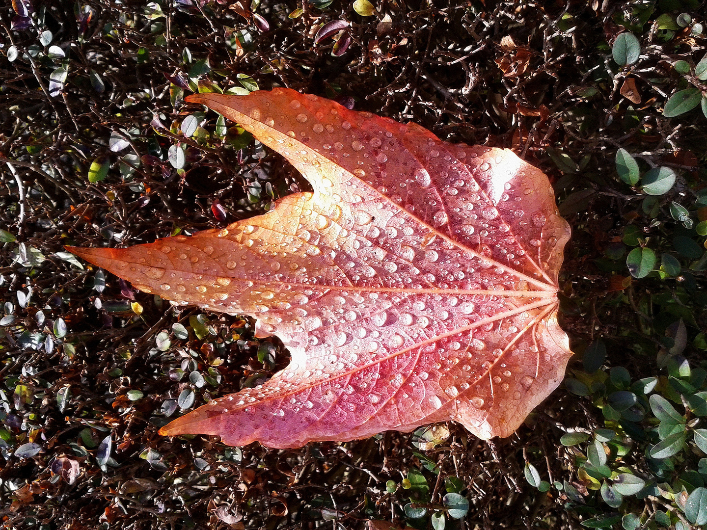 Unverkennbar-Der Herbst ist da