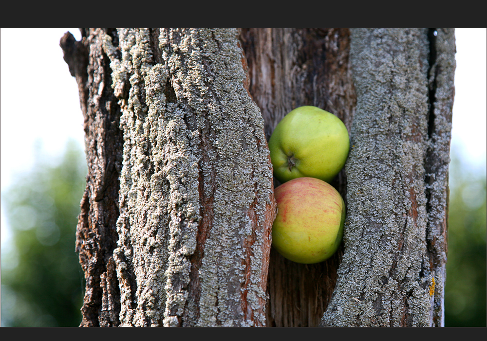 unverkennbar: ein Apfelbaum