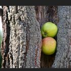 unverkennbar: ein Apfelbaum