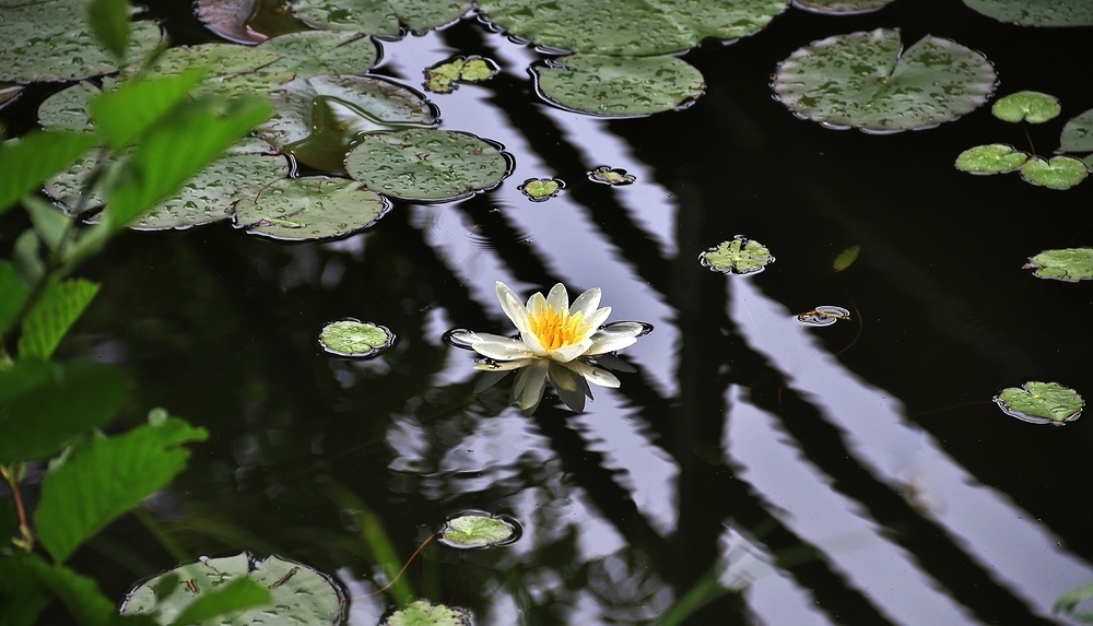 unverkennbar eine Seerose