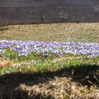 unverkennbar: Frühling