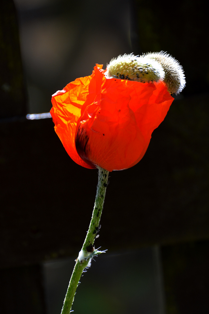 Unverkennbar.....Faszination Mohn.....ich kann's nicht lassen.