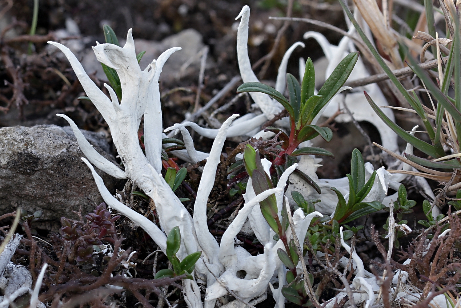 Unverwechselbar aber selten: Die Würmchenflechte (Thamnolia vermicularis s.l.)