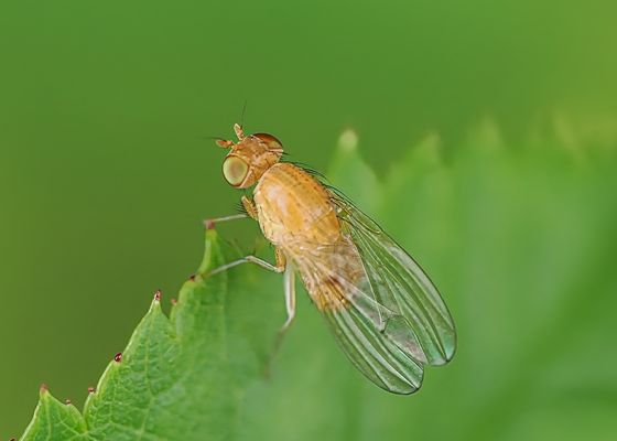 UNVERZICHTBARE HELFER